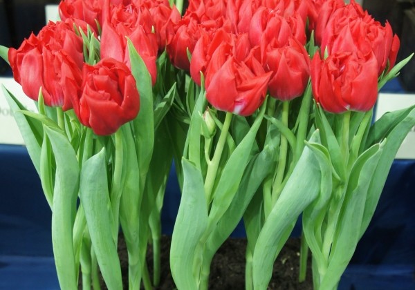 Tulipa, agra, pild. z. First Price (DZESĒTI)