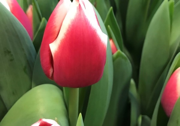 Tulipa, triumfa Dutch Design