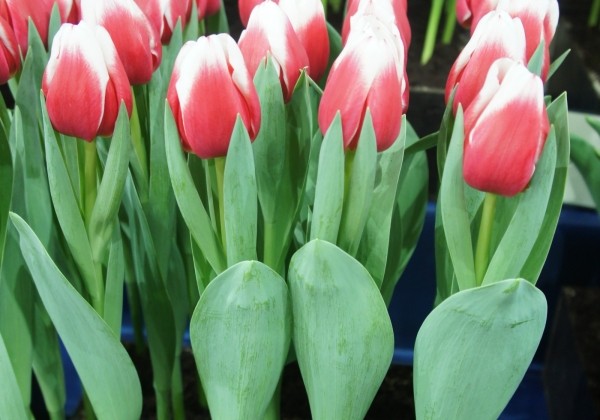 Tulipa, triumfa Dutch Design