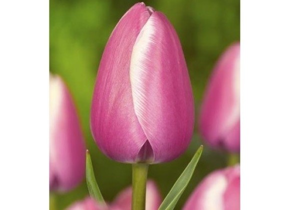 Tulipa, triumfa Jumbo Pink (DZESĒTI)