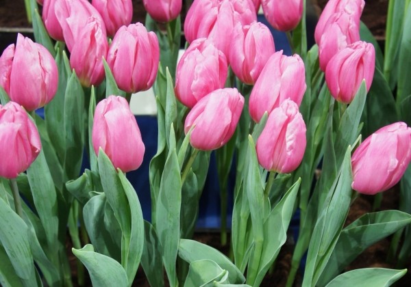 Tulipa, triumfa Pink Flag