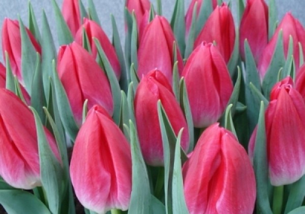 Tulipa, triumfa Bolroyal Pink
