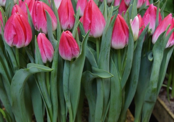 Tulipa, triumfa Bolroyal Pink (DZESĒTI)