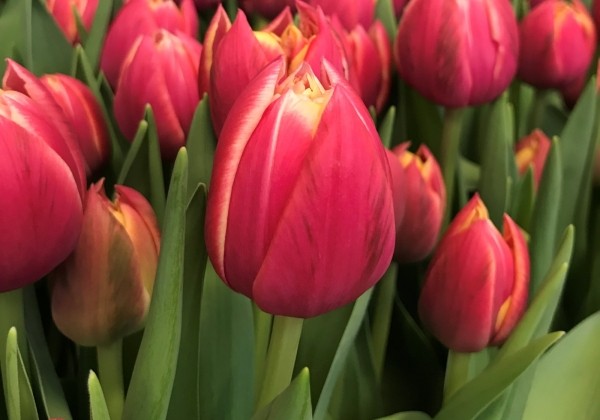 Tulipa, agra, pild. z. Columbus