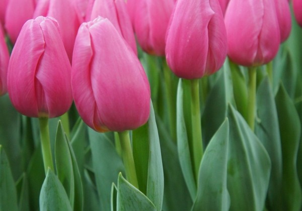 Tulipa, triumfa Pink Twist