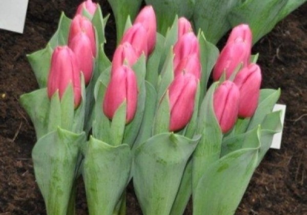Tulipa, triumfa Ace Pink