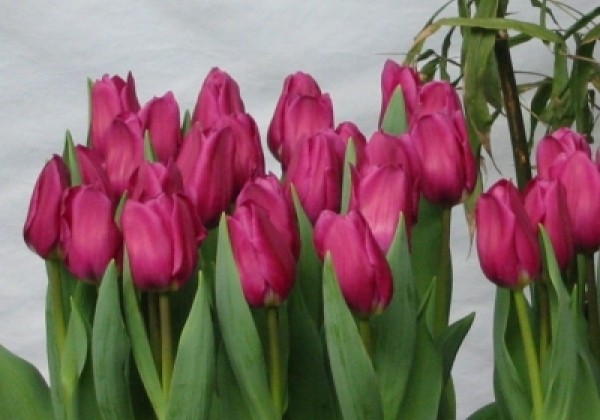 Tulipa, triumfa Alma Pavlovic