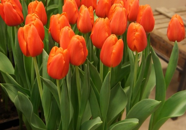 Tulipa, triumfa Orange Juice