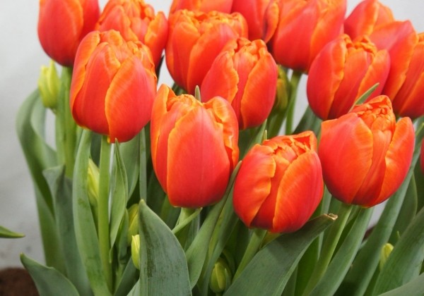 Tulipa, agra, pild. z. Icoon (DZESĒTI)