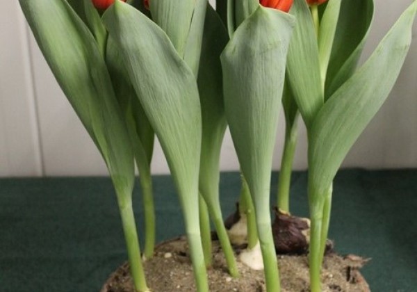 Tulipa, triumfa Cadans