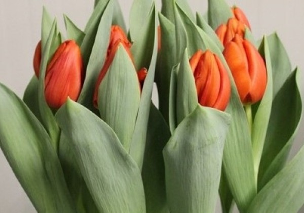 Tulipa, triumfa Cadans