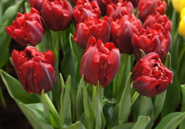 Tulipa, agra, pild. z. Scarlet Verona
