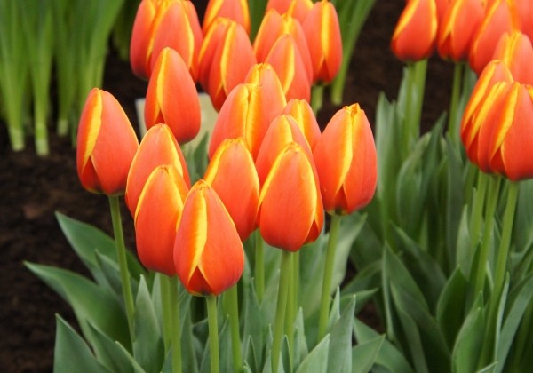 Tulipa, Darvina hibrīds World's Favourite (DZESĒTI)