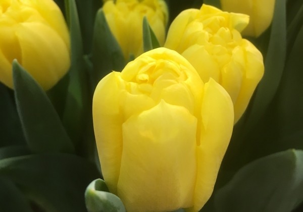 Tulipa, agra, pild. z. Cadenza