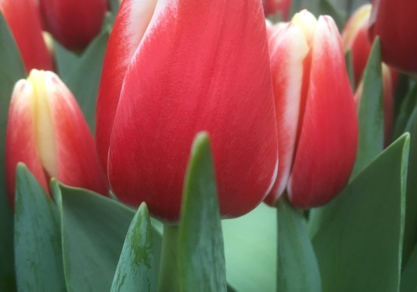 Tulipa, triumfa De Dijk (DZESĒTI)