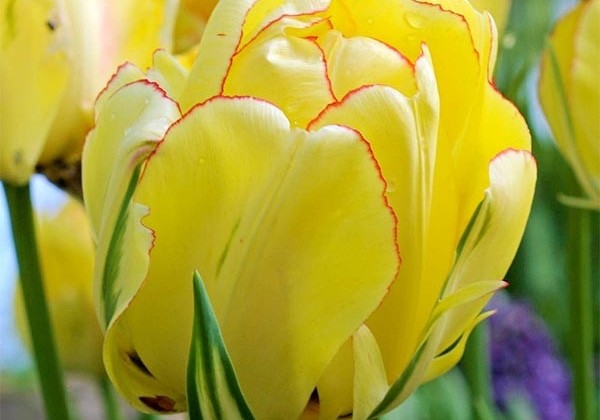 Tulipa, Darvina hibrīds Akebono
