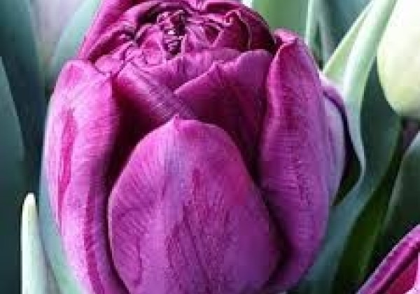 Tulipa, agra, pild. z. Cassandra