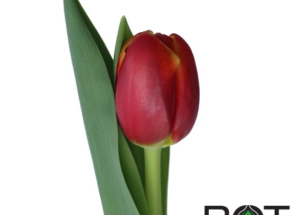 Tulipa, agra, pild. z. Crossfire