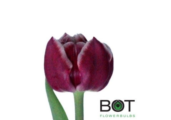 Tulipa, agra, pild. z. Donato