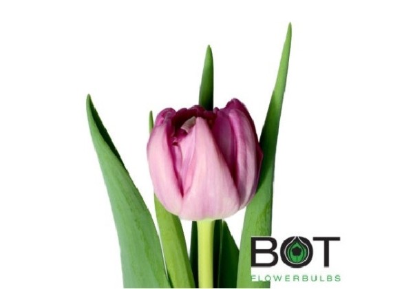 Tulipa, agra, pild. z. Kickstart (DZESĒTI)