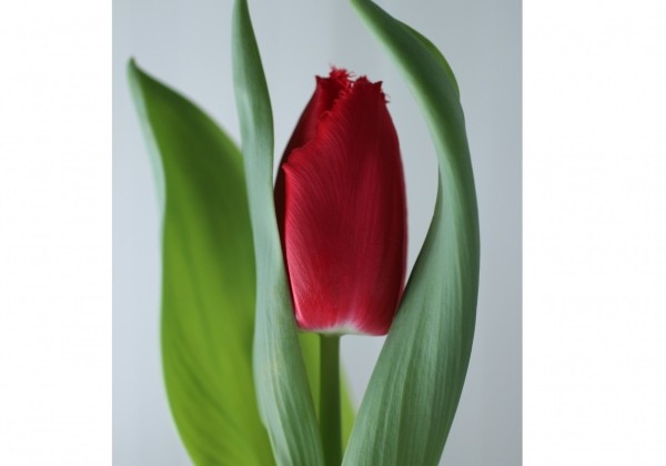 Tulipa, bārkstaina Makarska