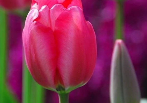 Tulipa, Darvina hibrīds Niigata