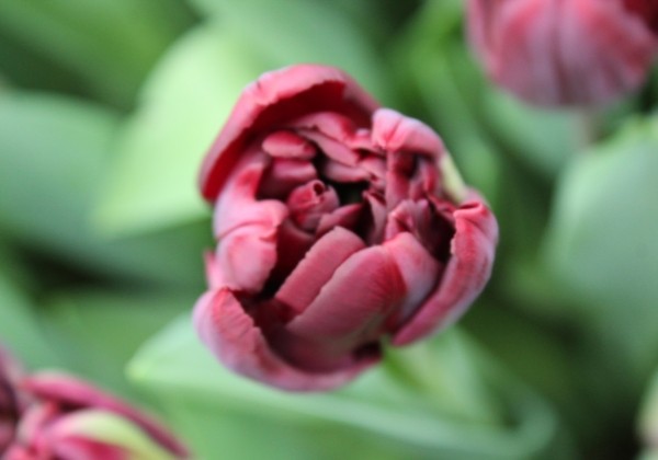 Tulipa, agra, pild. z. Palmyra