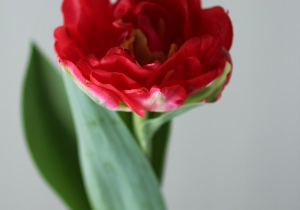 Tulipa, agra, pild. z. Pamplona (DZESĒTI)