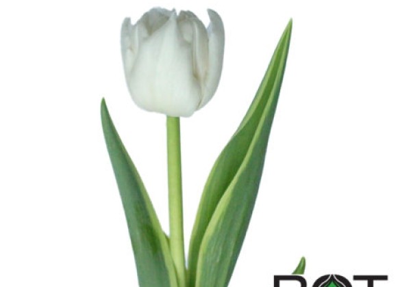 Tulipa, agra, pild. z. The Edge (DZESĒTI)