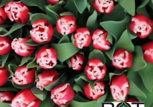 Tulipa, bārkstaina Canasta