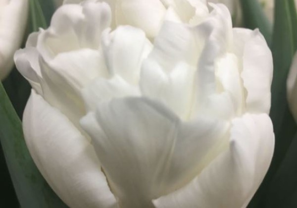 Tulipa, agra, pild. z. Galileo