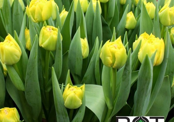 Tulipa, agra, pild. z. Homerun