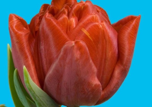 Tulipa, agra, pild. z. Mira (DZESĒTI)