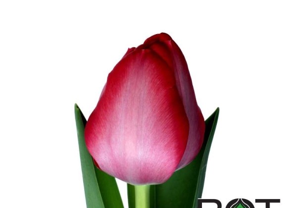 Tulipa, Darvina hibrīds Van Eijk
