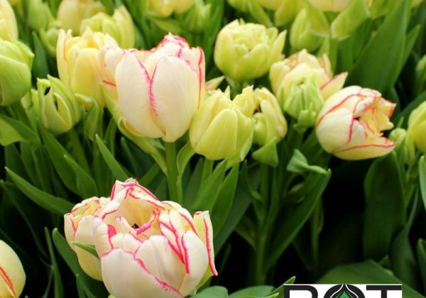 Tulipa, agra, pild. z. Belicia