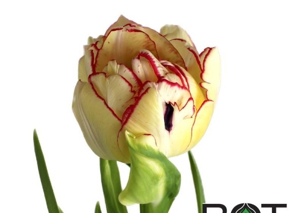 Tulipa, agra, pild. z. Belicia  (DZESĒTI)