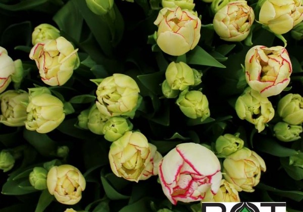 Tulipa, agra, pild. z. Belicia  (DZESĒTI)