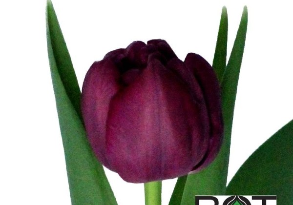 Tulipa, agra, pild. z. Purple Sky