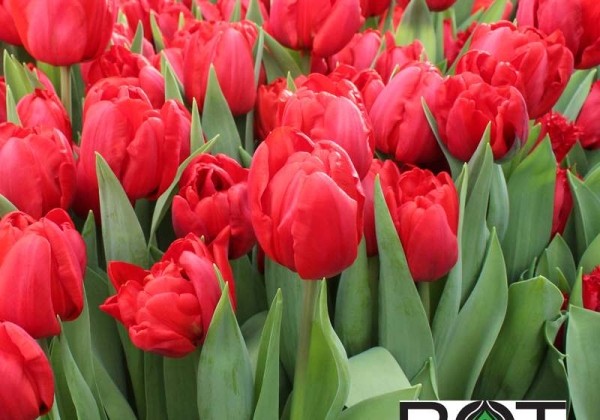 Tulipa, agra, pild. z. Voice Of Holland