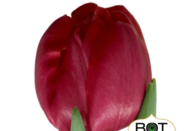 Tulipa, agra, pild. z. Belgravia (DZESĒTI)