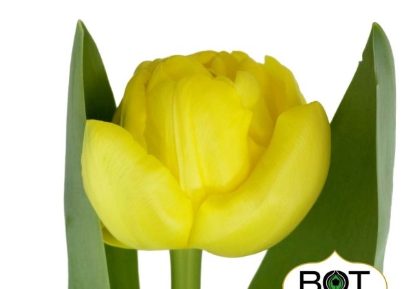 Tulipa, agra, pild. z. Golden Jewel (DZESĒTI)
