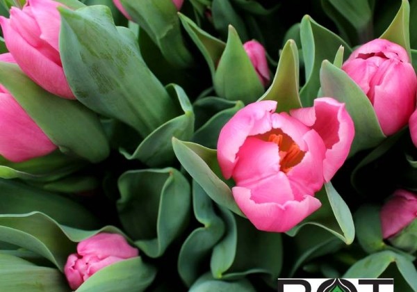 Tulipa, agra, vienk. z. Pink Experiencei (DZESĒTI)