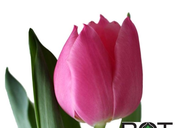 Tulipa, agra, vienk. z. Pink Experiencei (DZESĒTI)