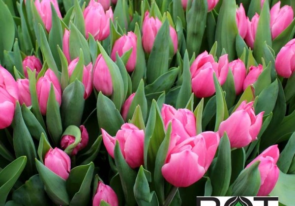 Tulipa, agra, vienk. z. Pink Experiencei (DZESĒTI)