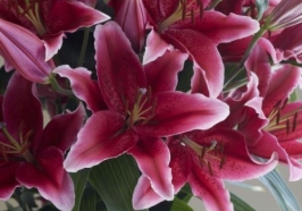 Lilium OR Chartwell