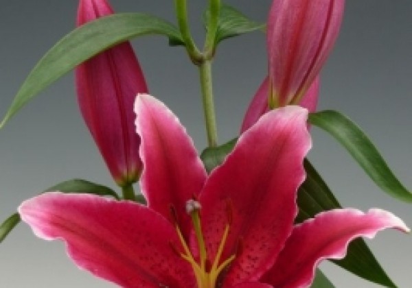 Lilium OR Chartwell