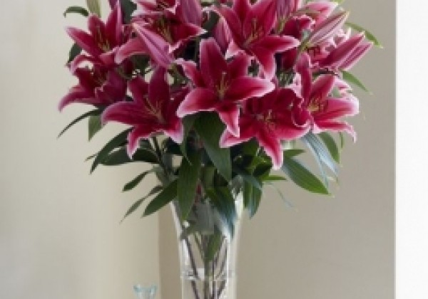 Lilium OR Chartwell