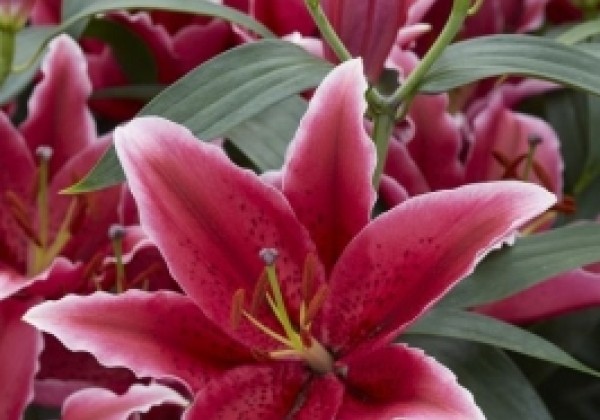 Lilium OR Chartwell