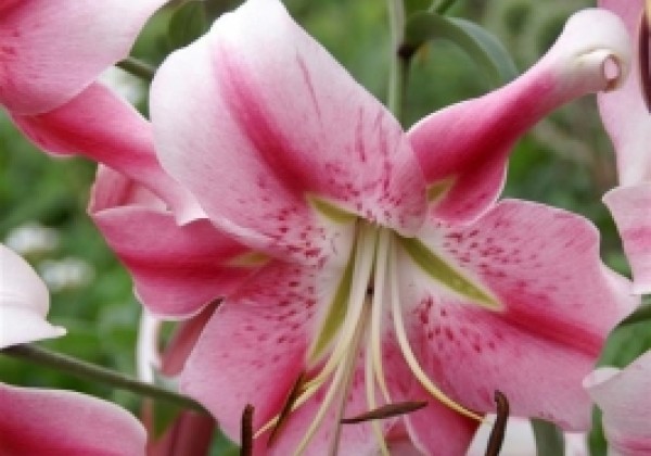 Lilium OT Anastasia