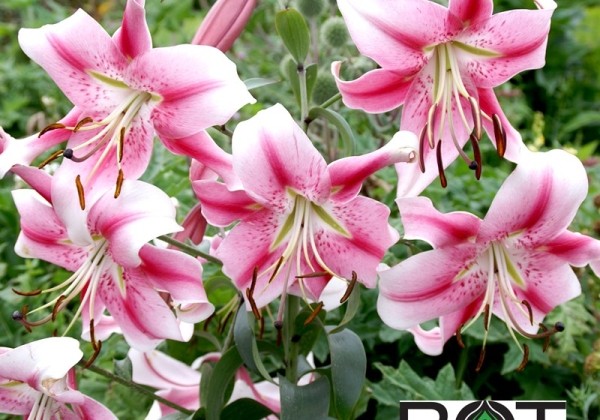Lilium OT Anastasia